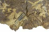 Permian Amphibian (Eryops) Fossil Skull Section - Texas #153726-2